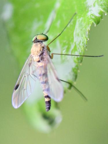Réf. 284 513 : Chrysopilus asiliformis